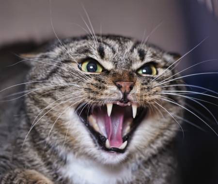 image of an angry cat